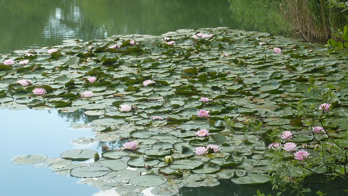 Montrieux, la font de l’Evoué