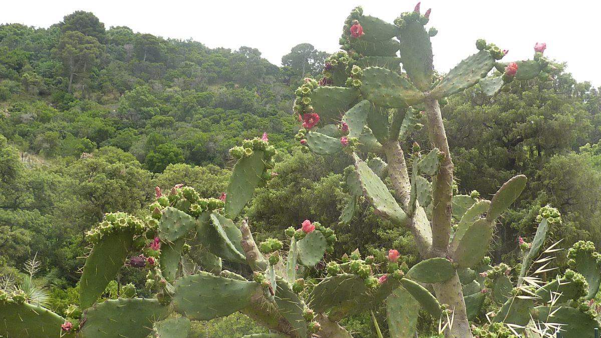 Le Rayol-Canadel