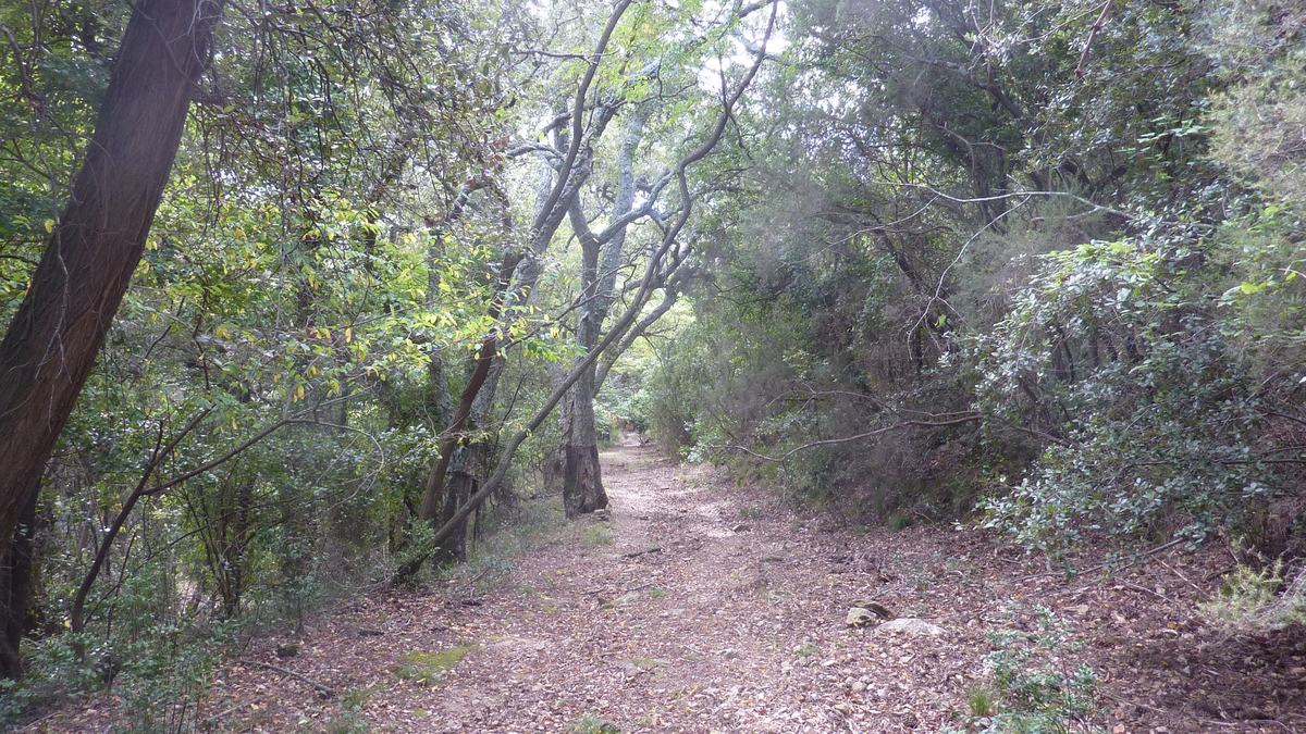 Forêt du Dom, le Révérencier