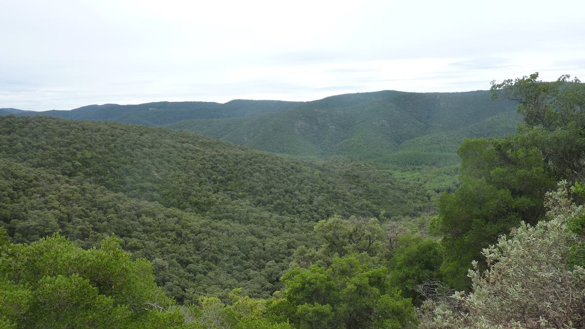 Forêt du Dom, le Révérencier