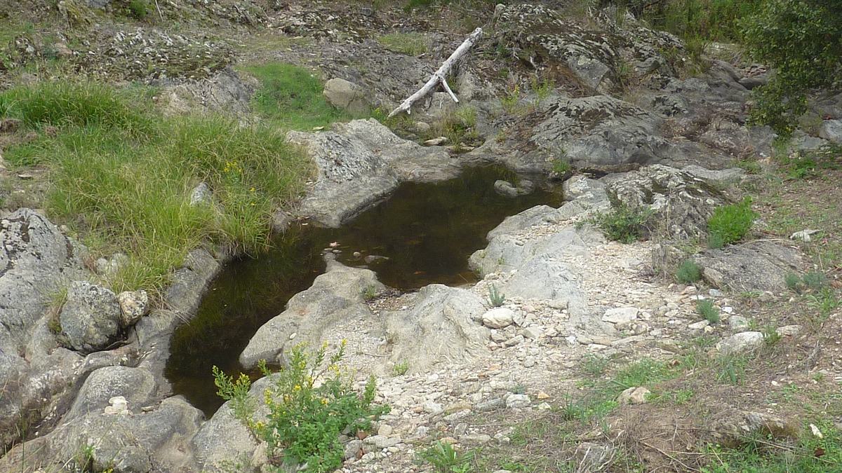 Forêt du Dom, le Révérencier