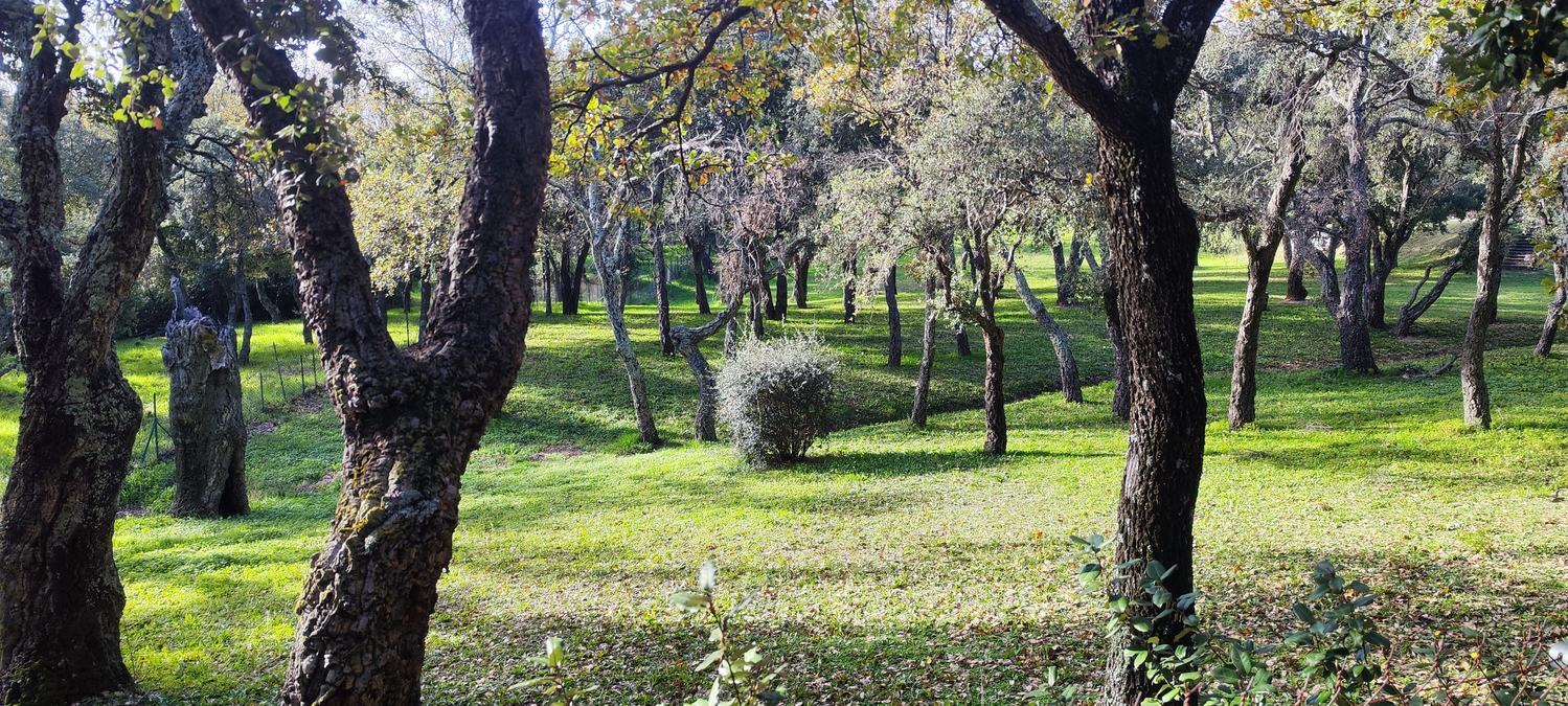 Rocher de Roquebrune