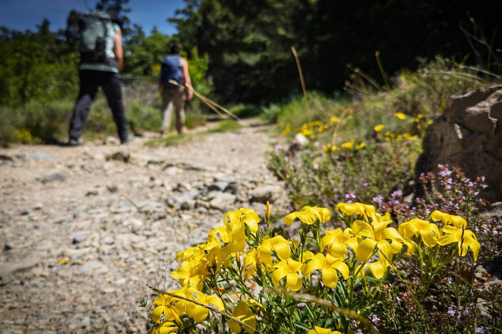 Pourrières, sentier de l’Aubenade