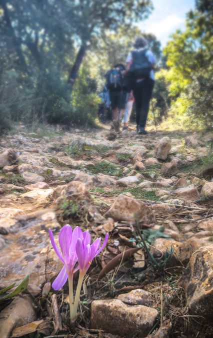 Néoules, pilon Saint Clément