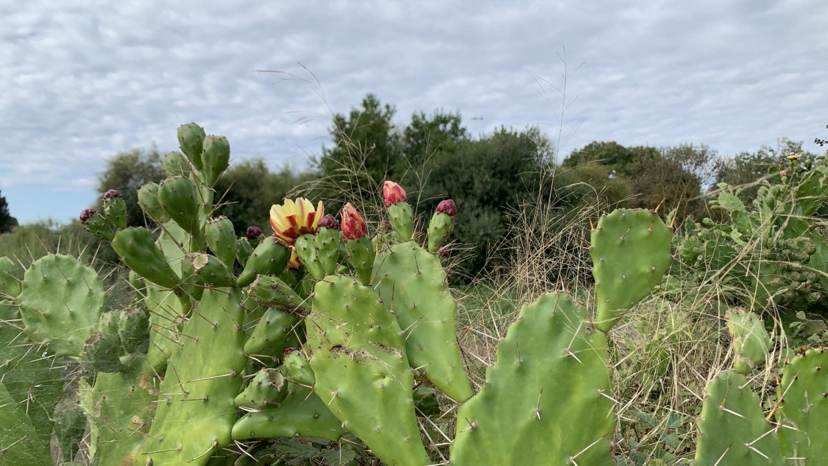 Hyères, le Ceinturon