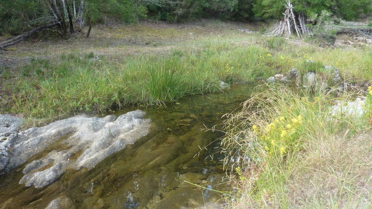 Forêt du Dom, les Caunes