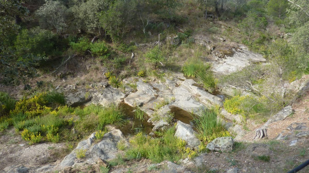 Forêt du Dom, les Caunes