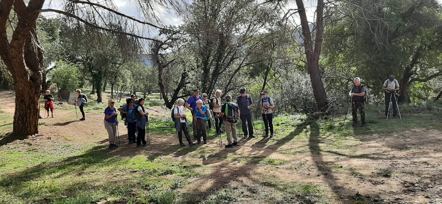 Forêt du Dom, les Caunes