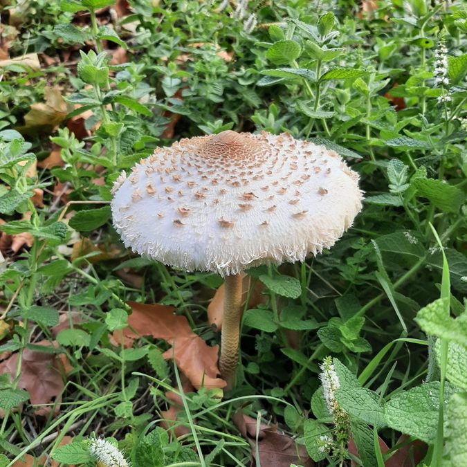 Forêt du Dom, les Caunes