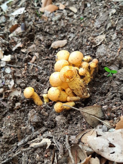 Forêt du Dom, les Caunes