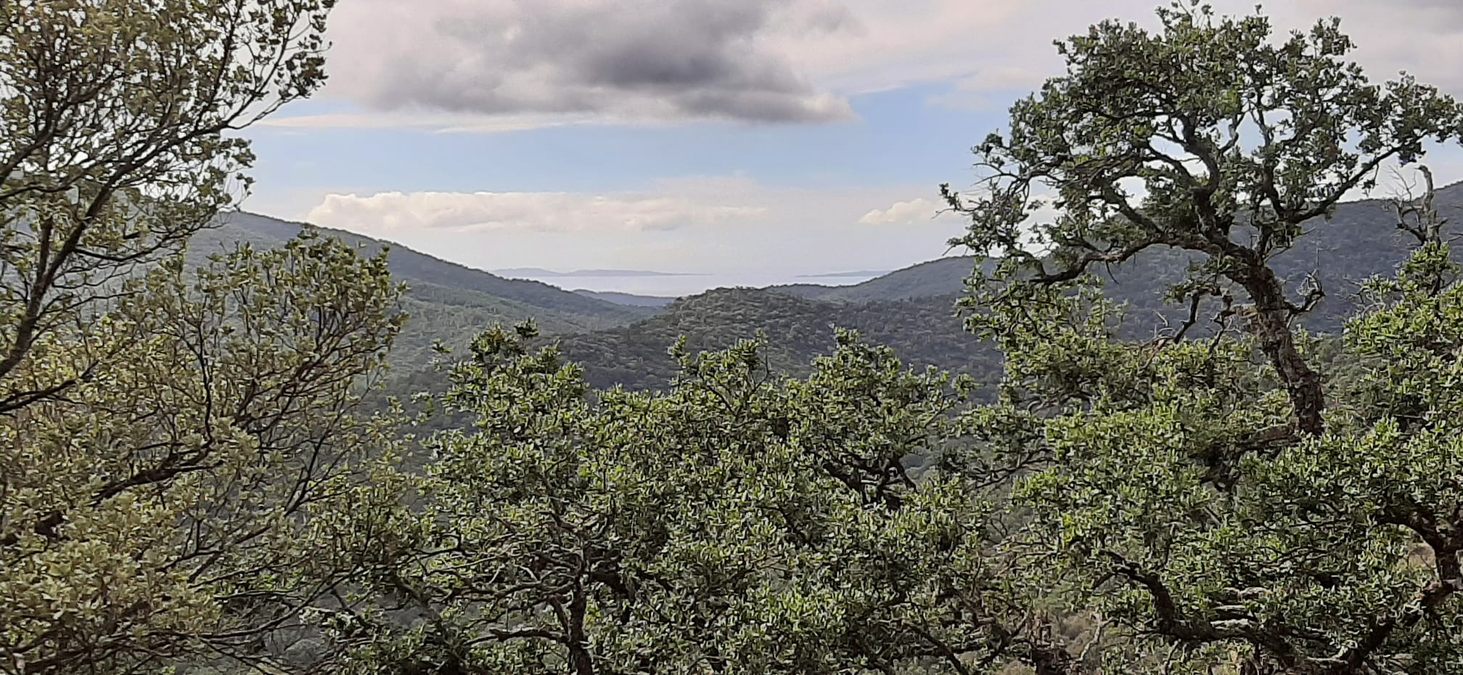 Forêt du Dom, les Caunes