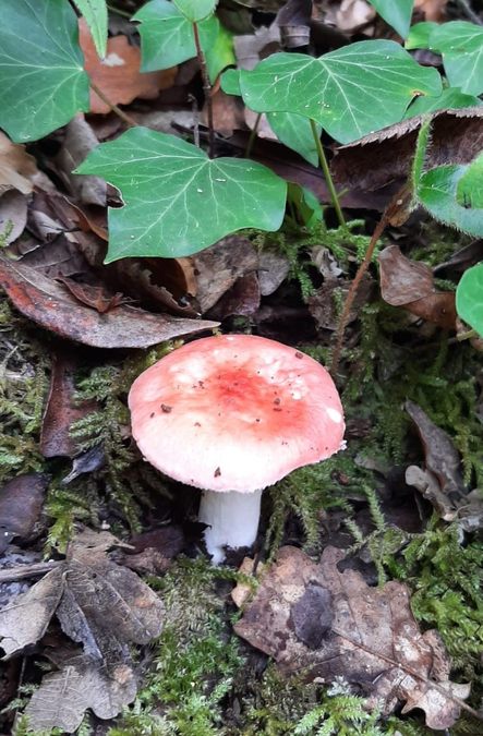 Camps la Source, vallon de Cardéou