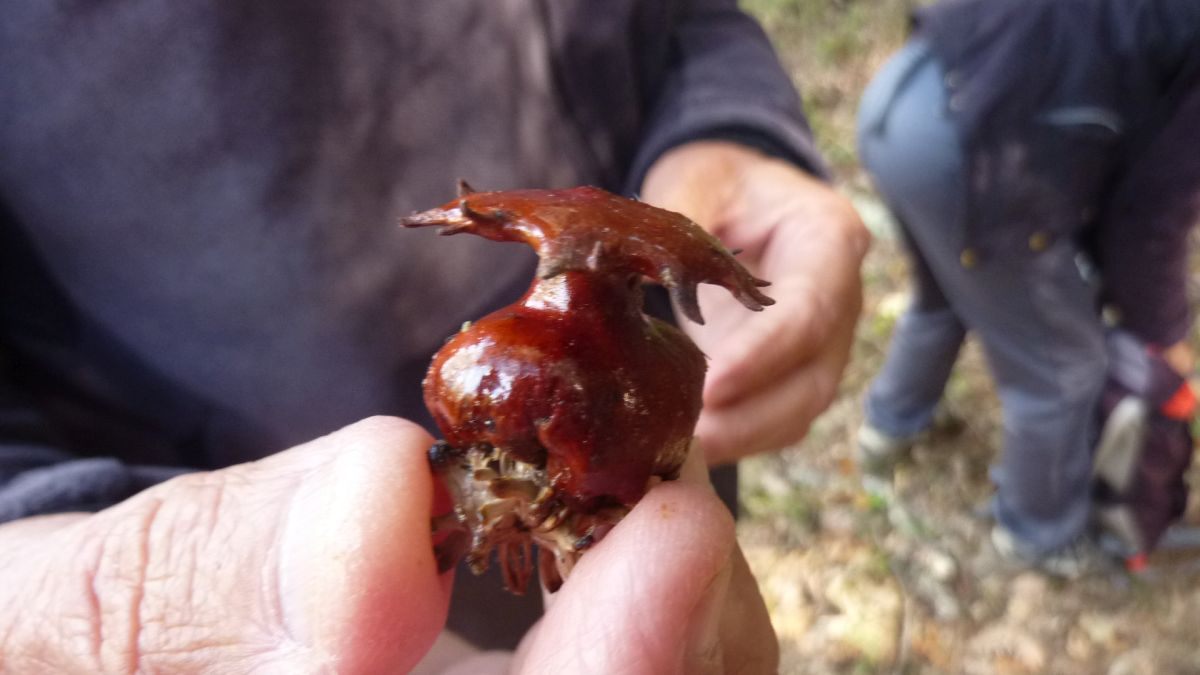 Flassans, la voie aurélienne