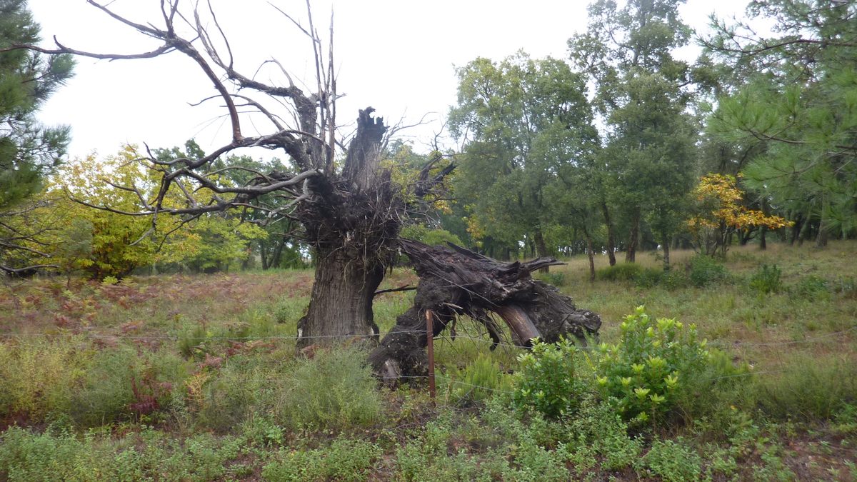 Le Laïré, champignons