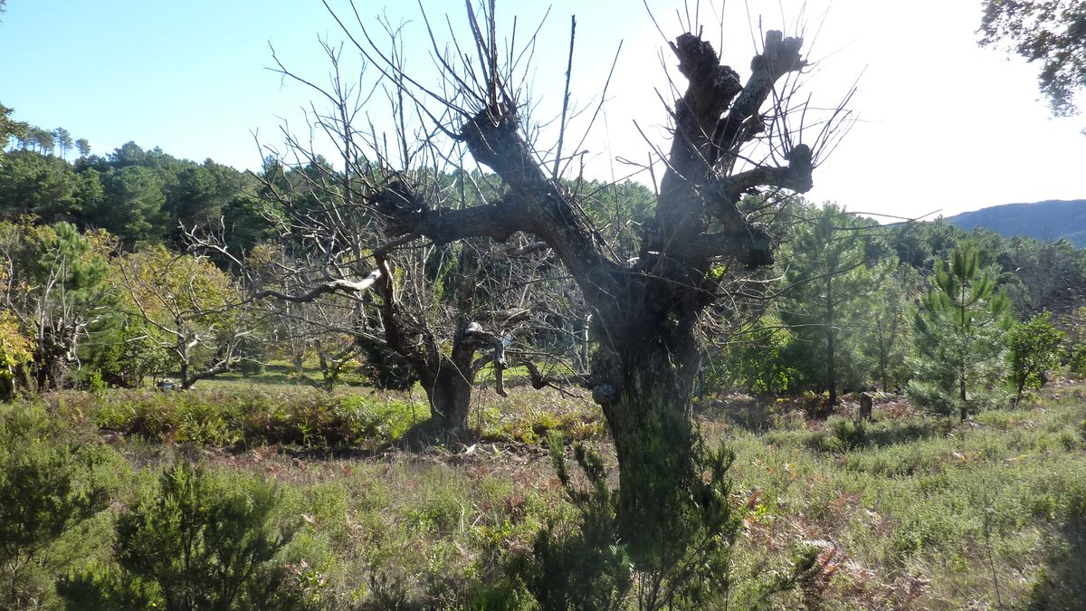 Le Laïré, champignons