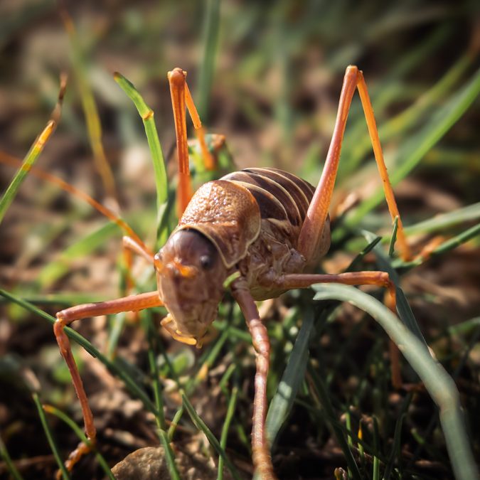 Rocbaron, Sainte Philomène