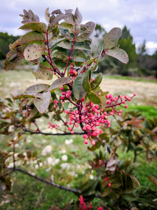 Barjols, Pontevès, les Carmes