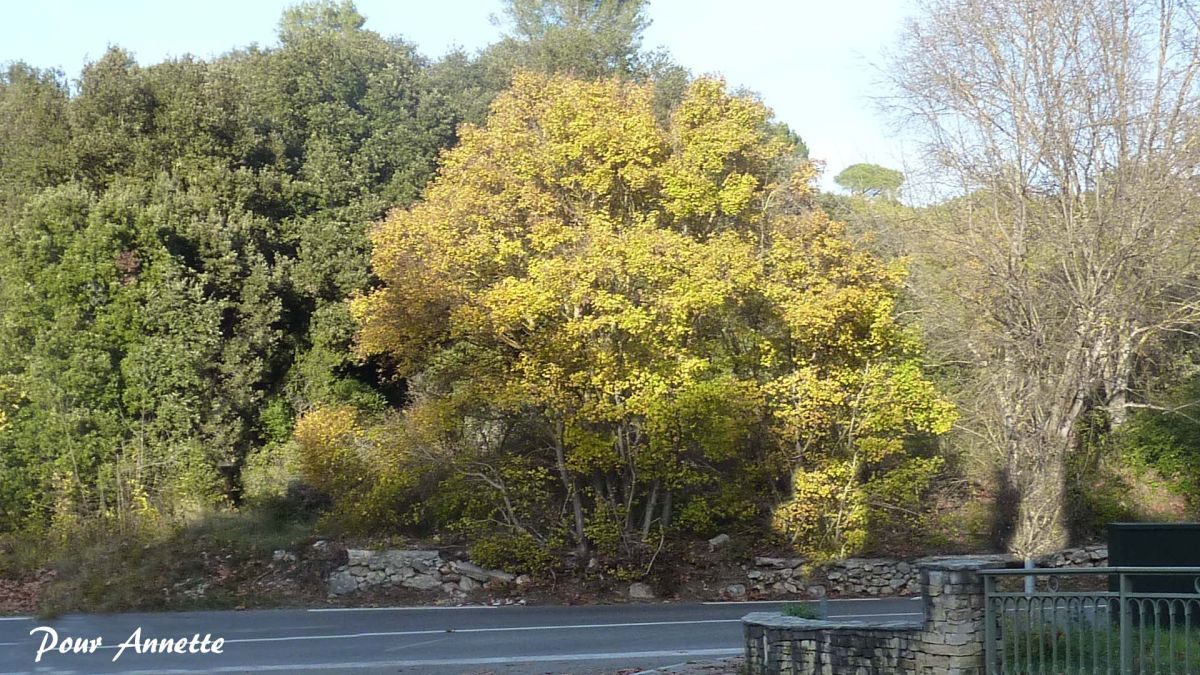 Barjols, Pontevès, les Carmes