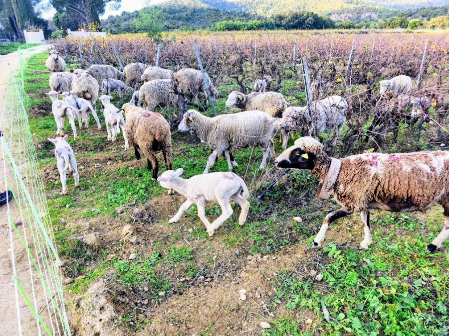 Bormes, les Janets, vallon de la Berle