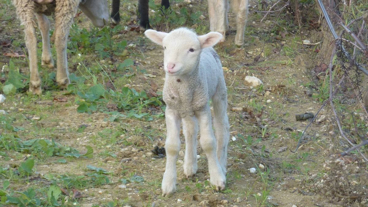 Bormes, les Janets, vallon de la Berle