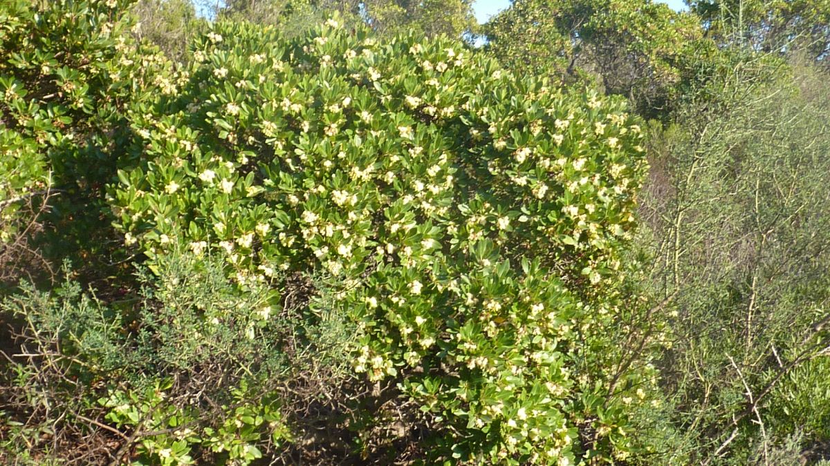 Bormes, les Janets, vallon de la Berle