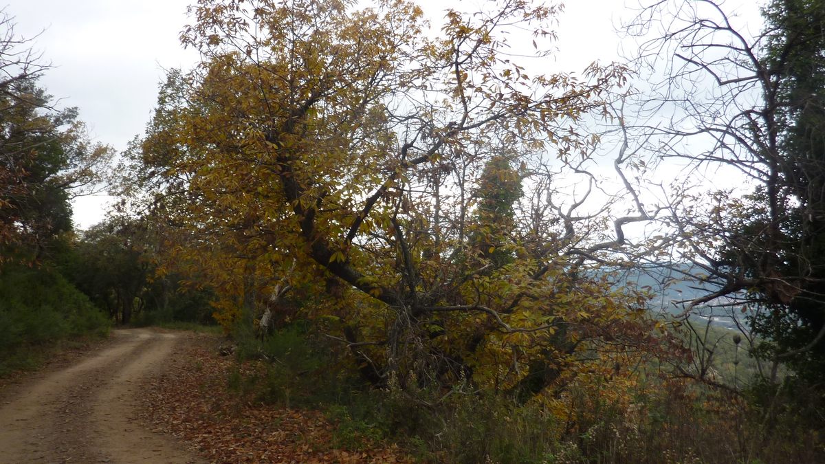 Pignans, les Vanades