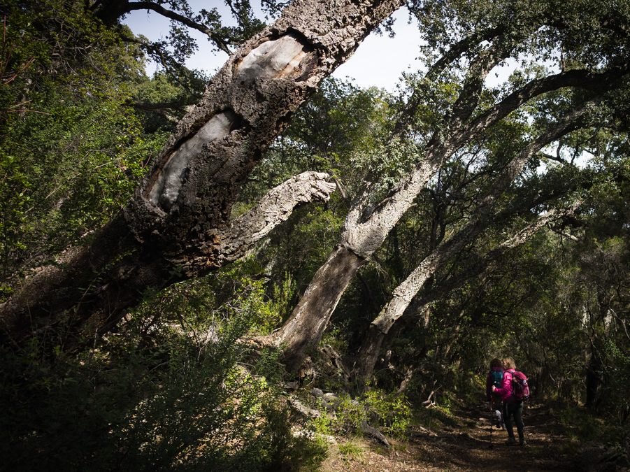 Collobrières, chartreuse de La Verne