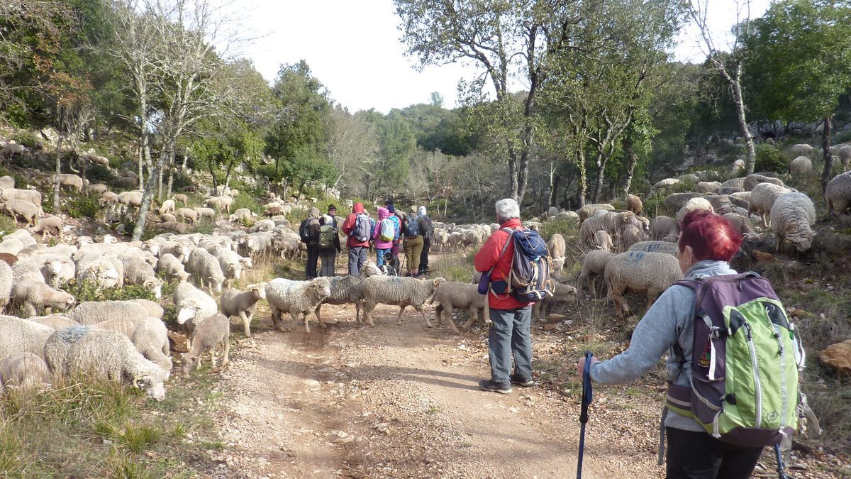 Néoules, clos d’Arbec