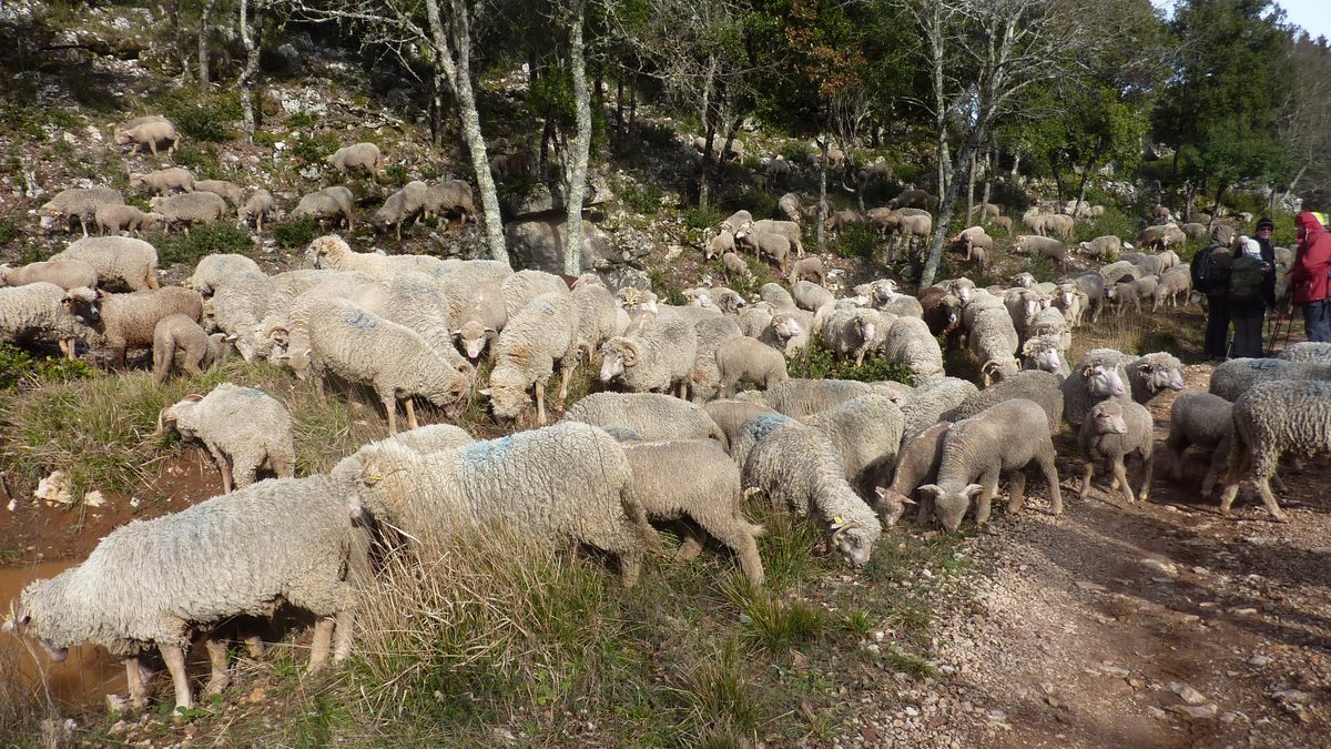Néoules, clos d’Arbec