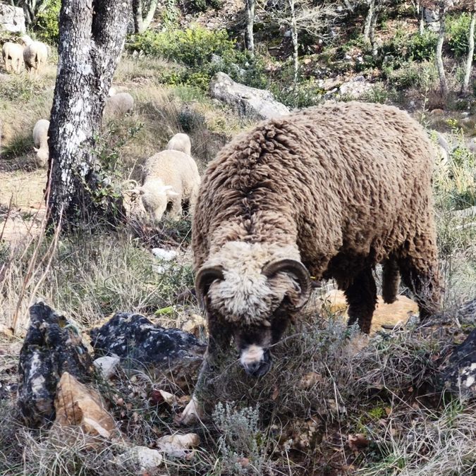 Néoules, clos d’Arbec