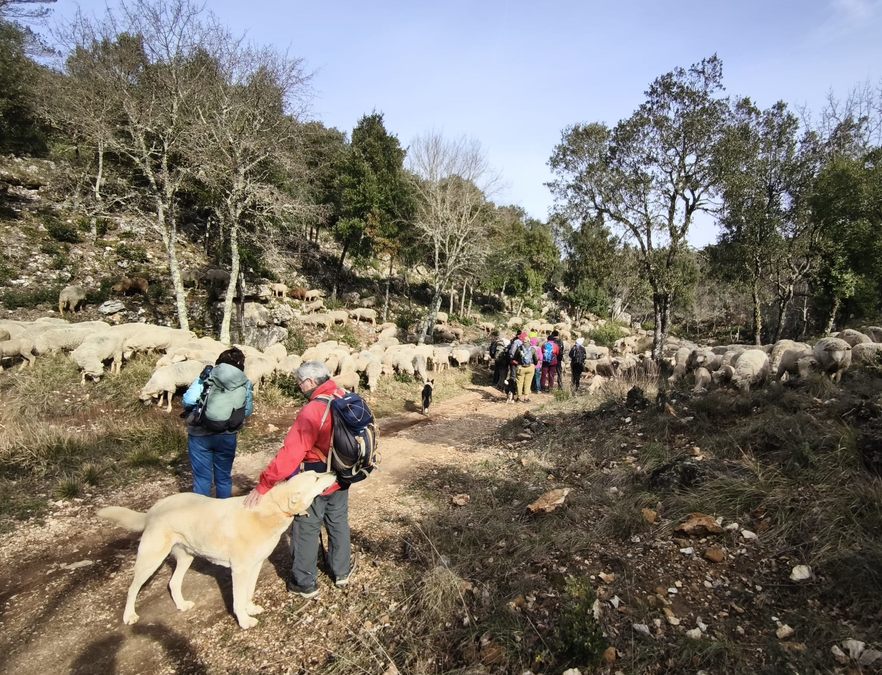 Néoules, clos d’Arbec