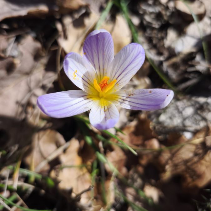 Néoules, clos d’Arbec